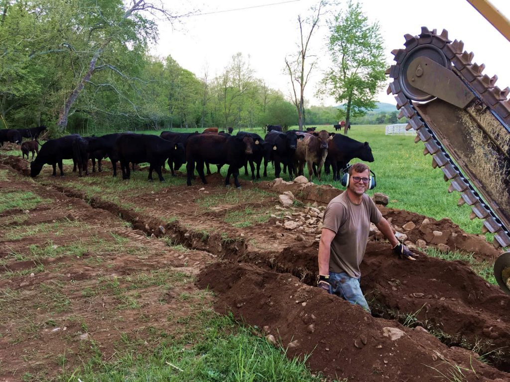 Curious cows come to inspect the fiber optic trench