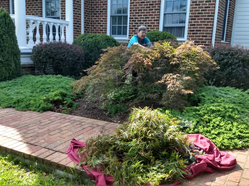 Pruning a Japanese Maple at the Residence at Mindrolling Lotus Garden